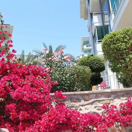 Olive Alanya