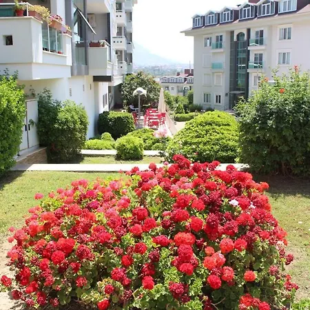 Olive * Alanya